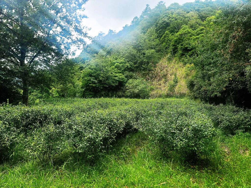 深根增匯種植成果