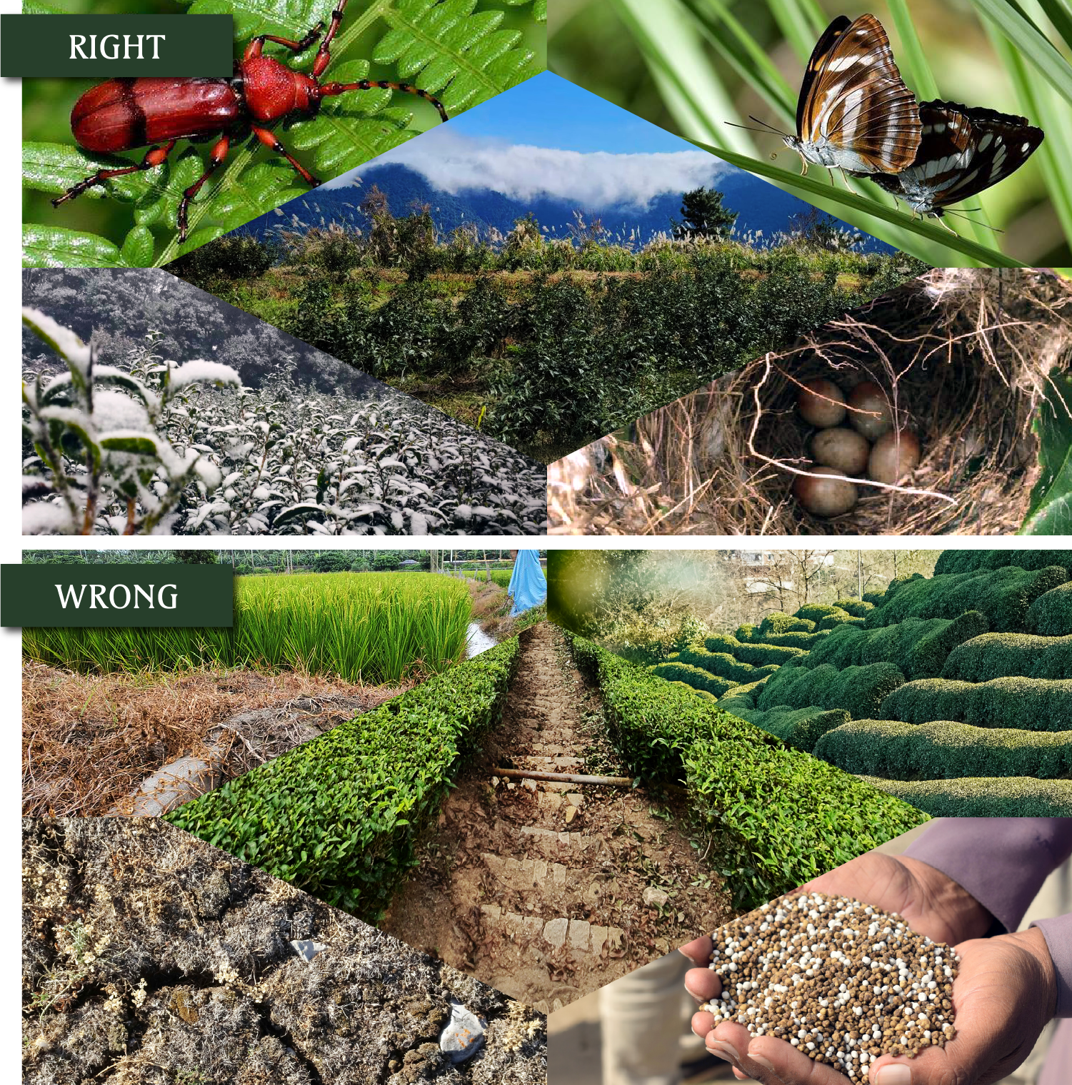 RIGHT vs WRONG - 天然茶園對比