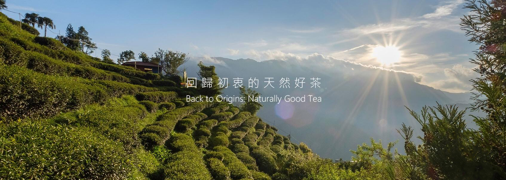 回歸初衷的天然好茶