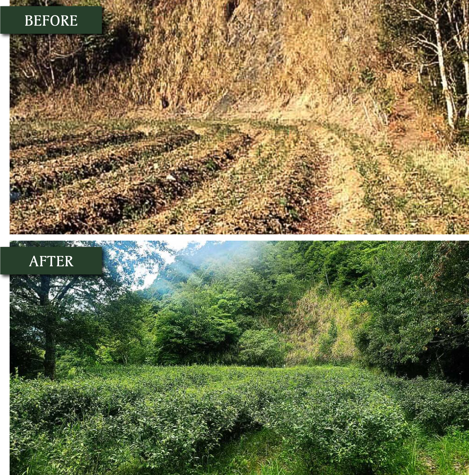Before and After - 土地改善對比