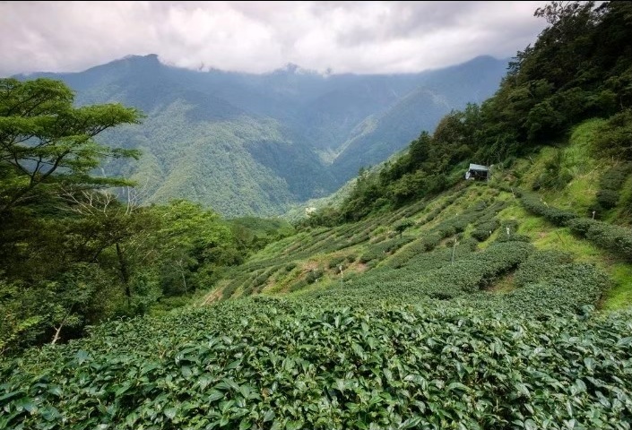 茶園生態 1