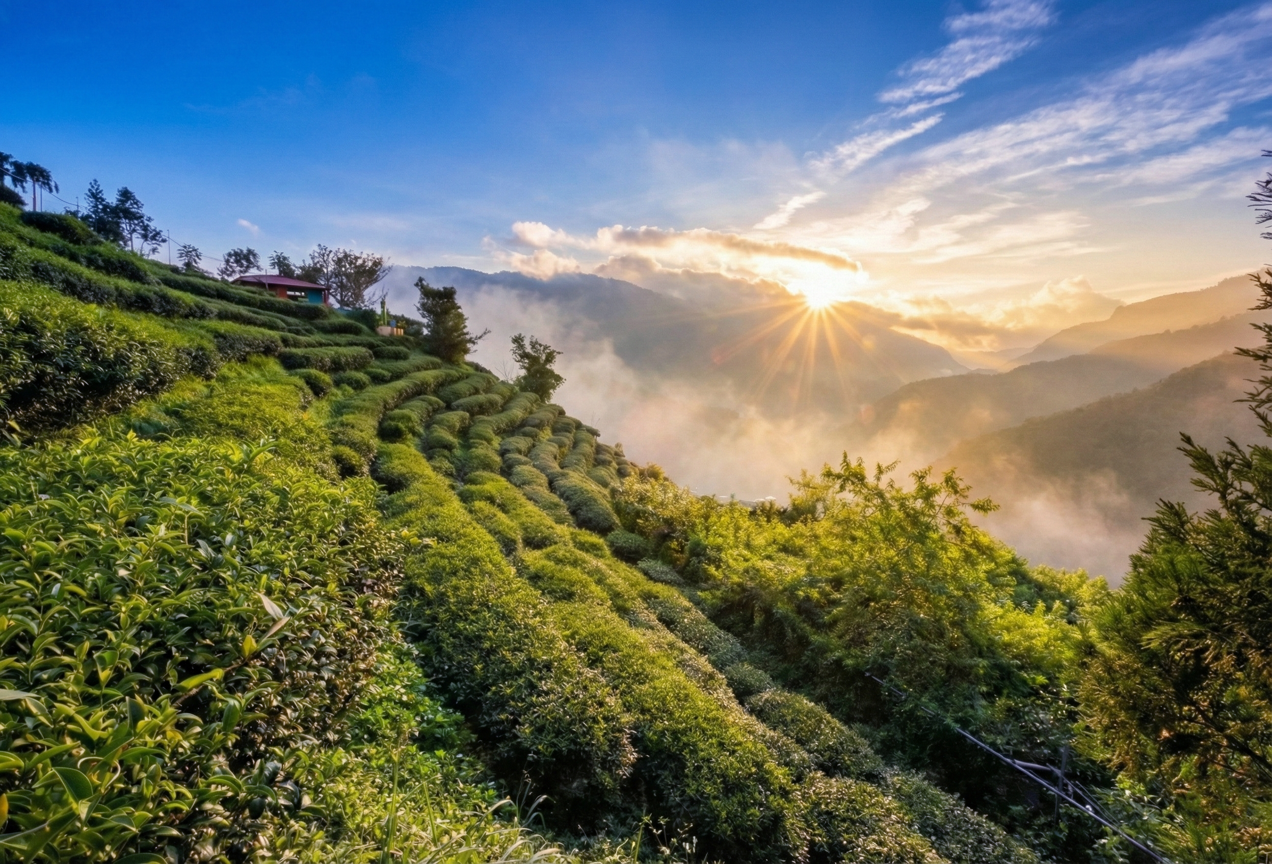 新生茶園與曙光