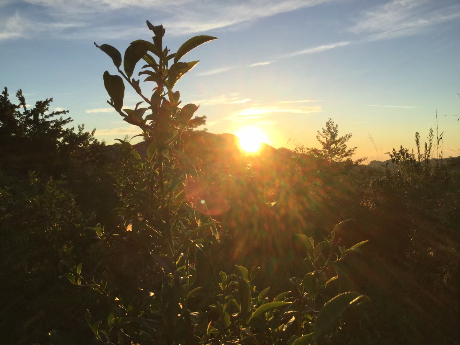 自然的魔力 - 冬日樹林