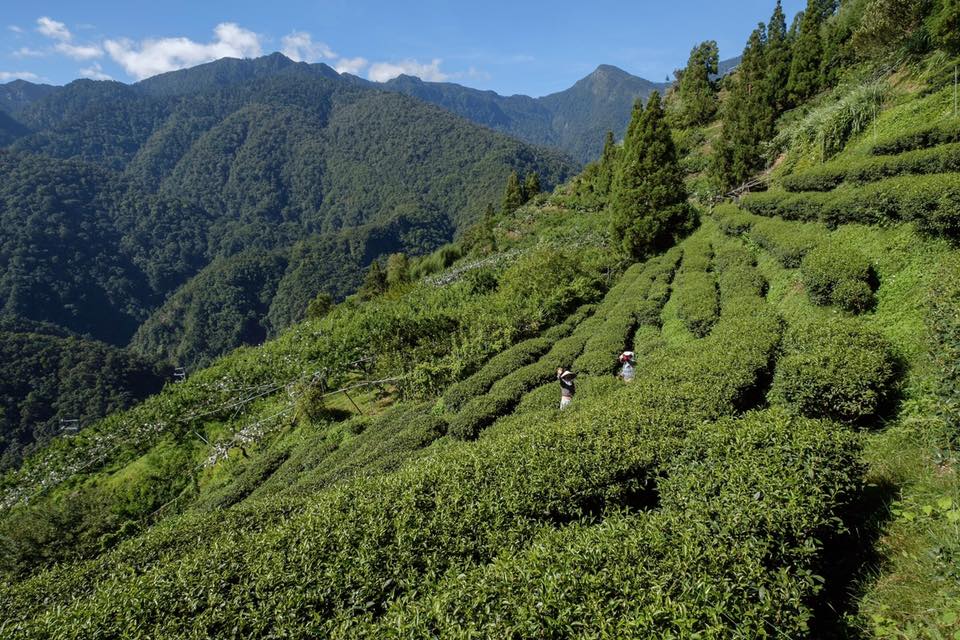 自然的魔力 - 茶園風光